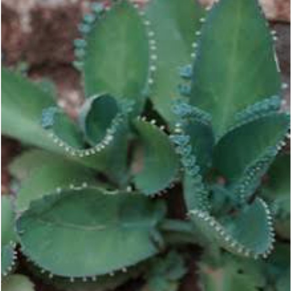 Mother of Thousands" Plantlets (Super Easy to Grow!) 4/pack - Picture 2 of 3